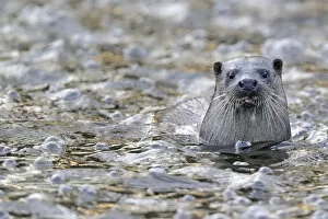 Images Dated 30th November 2011: European river otter (Lutra lutra) in river, Dorset, UK, November