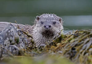 Lutra Lutra Collection: European river otter {Lutra lutra} among seaweed, Isle of Mull, Inner Hebrides, Scotland