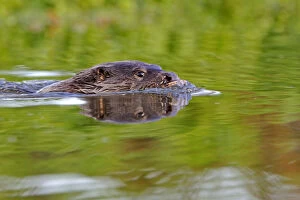 Otters Collection: European river otter (Lutra lutra) swimming, river, Dorset, UK, November