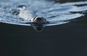 Mustelids Prints: European river otter (Lutra lutra) swimming, North Atlantic, Flatanger, Nord-Trndelag