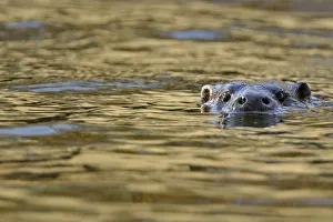 European river otter (Lutra lutra) swimming with head just above surface, river
