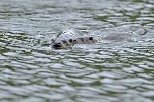 European river otter (Lutra lutra) swimming in lake with cub, Wales, UK, October