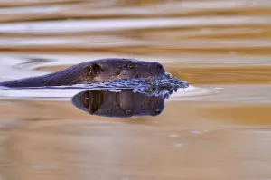 European river otter (Lutra lutra) swimming in river at sunset, Dorset, UK, November