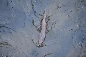 European river otter (Lutra lutra) swimming in the River Tweed, Scotland, February 2009
