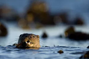 Images Dated 30th November 2009: European river otter (Lutra lutra) swimming in the sea, Isle of Mull, Inner Hebrides