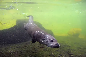 European river otter (Lutra lutra) swimming underwater, captive, Alsace, France