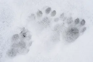 European river otter (Lutra lutra) tracks in snow by the River Tweed, Scotland, February