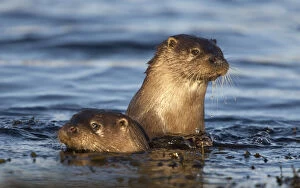 Two European river otters (Lutra lutra) swimming in shallow water, Isle of Mull, Inner Hebrides
