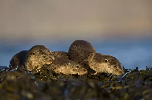 Images Dated 30th November 2009: Three European river otters (Lutra lutra) resting on seaweed, Isle of Mull, Inner Hebrides