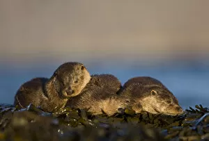Lutra Lutra Gallery: Three European river otters (Lutra lutra) resting amongst seaweed, Isle of Mull, Inner Hebrides