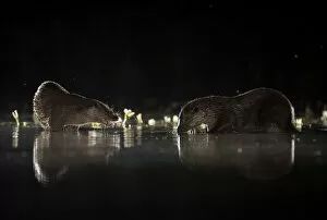 Images Dated 22nd December 2020: European river otters (Lutra lutra) reflection in the water at night