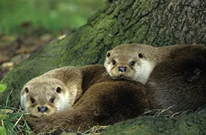 Two European river otters {Lutra lutra} huddled together by tree trunk, captive, Norfolk