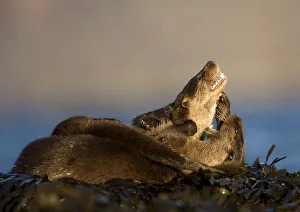 European river otters (Lutra lutra) play fighting amongst seaweed, Isle of Mull, Inner Hebrides