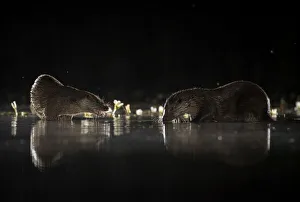 2021 February Highlights Prints: European river otters (Lutra lutra) reflection in the water at night