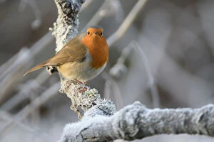 European robin (Erithacus rubecula) perched on a hoar frosted branch on a cold winter morning