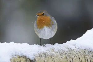 European Robin (Erithacus rubecula) on snow covered birch tree branch, Vosges, France