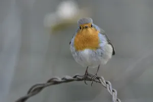 Vosges Prints: European robin (Erithacus rubecula), Vosges, France, December