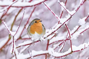 Images Dated 14th February 2022: European robin (Erithacus rubecula) perched on snow-covered branch, Richmond Park, London, UK