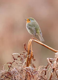 Images Dated 14th February 2022: European robin (Erithacus rubecula) perched on dry bracken, Richmond Park, London, UK. January