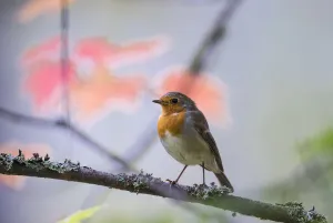 Waiting Prints: European robin (Erithacus rubecula) adult with autumn leaves in background, Punkaharju