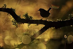 European Robin (Erithacus rubecula) backlit on branch, Sierra de Grazalema Natural Park