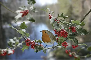 Images Dated 15th July 2009: European robin (Erithacus rubecula) on Holly, digital composite, Surrey, England