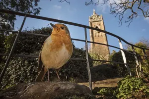 Bristol Prints: European robin (Erithacus rubecula) low angle view near church, Bristol, UK. January