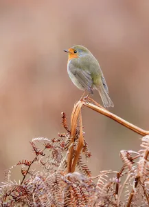 European robin (Erithacus rubecula) perched on dry bracken, Richmond Park, London, UK. January