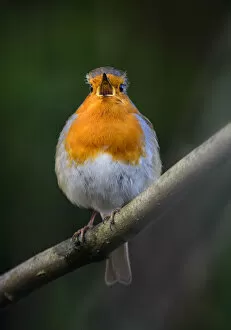 European robin (Erithacus rubecula) singing. London. January