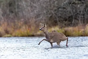 France Prints: European roe deer (Capreolus capreolus) crossing a river, Alsace, France. December