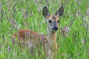 Meadow Prints: European roe deer (Capreolus capreolus) juvenile foraging in grassland in spring