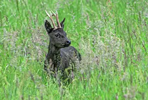 Meadow Prints: European roe deer (Capreolus capreolus) melanistic buck