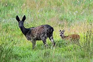 True Deer Prints: European roe deer (Capreolus capreolus) melanistic doe with fawn foraging in grassland