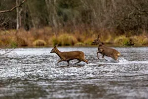 France Prints: Two European roe deers (Capreolus capreolus) crossing a river, Alsace, France. December