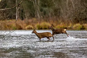 France Prints: Two European roe deers (Capreolus capreolus) crossing a river, Alsace, France. December