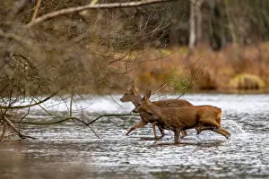 France Prints: European roe deers (Capreolus capreolus) crossing a river, Alsace, France. December