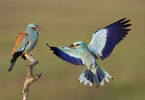Images Dated 14th May 2008: European Roller (Coracias garrulus) courtship display, Pusztaszer, Hungary, May 2008