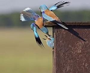 European Roller (Coracias garrulus) attacking intruder Roller in nestbox, Pusztaszer