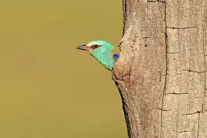 European roller (Coracias garrulus) female, peering out from nest hole, Pusztaszer, Kiskunsagi National Park, Hungary. May