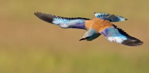 European Roller (Coracias garrulus) in flight, Pusztaszer, Hungary, May 2008
