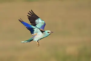 Coracias Prints: European roller (Coracias garrulus) in flight