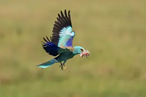 Coracias Prints: European roller (Coracias garrulus) male