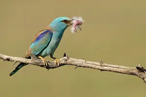 Coracias Prints: European roller (Coracias garrulus) male