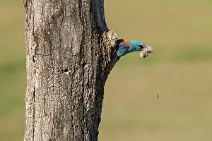 Coracias Prints: European roller (Coracias garrulus) male