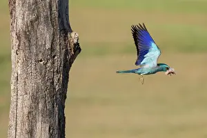 Coracias Prints: European roller (Coracias garrulus) male