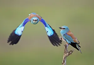 European Roller (Coracias garrulus) pair, one in flight, Pusztaszer, Hungary, May 2008