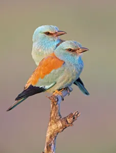 European Roller (Coracias garrulus) pair perched on branch, Pusztaszer, Hungary, May 2008