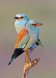 European Roller (Coracias garrulus) pair perched on branch, Pusztaszer, Hungary, May 2008