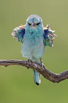 Coracias Prints: European roller (Coracias garrulus) perched on branch ruffling its feathers