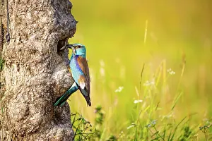 Coracias Prints: European roller (Coracias garrulus) perched at entrance to nest hole carrying food for chicks in beak